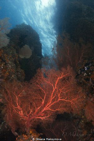 Amazing beauty of the underwater world by Oksana Maksymova 
