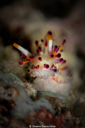 Nudibranch Shaggy Aegires (Aegires villosus) by Oksana Maksymova 