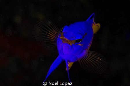 gramma loreto, canon 60D, canon lens 100mm, two ikelite s... by Noel Lopez 
