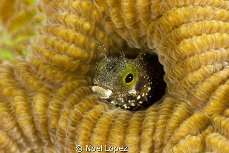 bleny, canon 60D canon lens 100mm,two ikelite sibtrobe DS... by Noel Lopez 