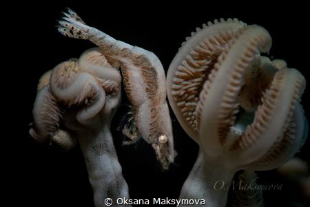 Shrimp Hippolyte tenuicarpus by Oksana Maksymova 