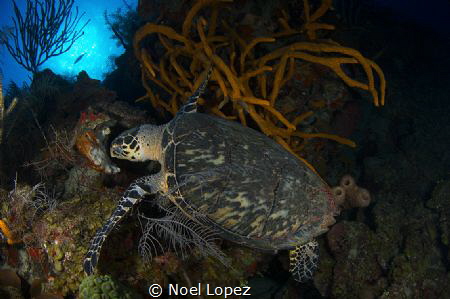 turtle feding on sponge,nikon D800E, tokina lens 10-17mm ... by Noel Lopez 