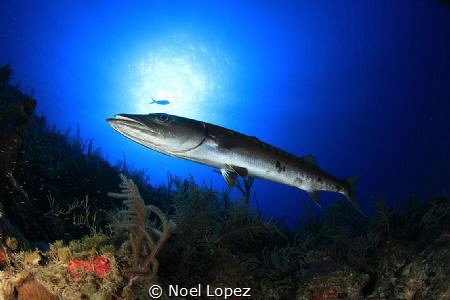 canon60D,tokina lens 10-17mm at 10mm, two ikelite subtrob... by Noel Lopez 