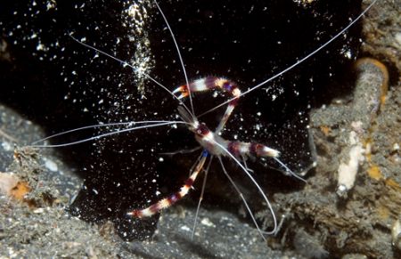 Cleaner shrimp on a Giant Black Frogfish. Komodo, 2005. by Chris Wildblood 