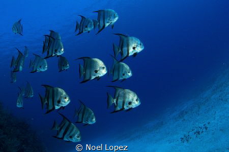 Canon60D, tokina lens 10-17mm at 10mm, two ikelite subtro... by Noel Lopez 