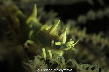 Dragon shrimp (Miropandalus hardingi)
 by Oksana Maksymova 