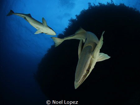 canon 60d, tokina lens 10-17mm at 10mm, two ikelite subtr... by Noel Lopez 