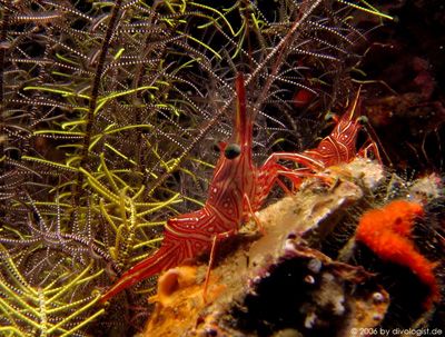 Dance shrimp in an overhang at Phi Ley Bay, Phi Phi Islan... by Tobias Reitmayr 