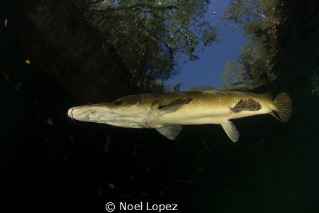 cuban Gar,canon 60D,tokina lens 10-17mm at 10mm,two ikeli... by Noel Lopez 