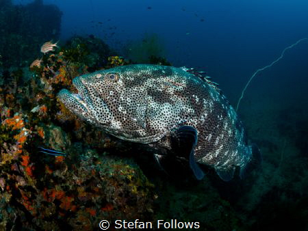 Materfamilias

Malabar Grouper - Epinephelus malabaricu... by Stefan Follows 