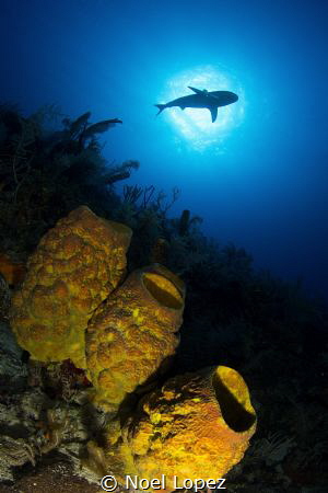 caribean reef shark,canon 60D, tokina lens 10-17mm at 10m... by Noel Lopez 