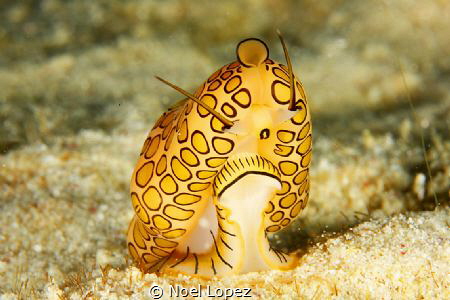 flamingo tongue conch, canon 5D mark III, canon lens 100 ... by Noel Lopez 