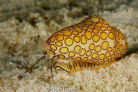 flamingo tongue, Canon 5D mark II, canon lens 100mm, seac... by Noel Lopez 