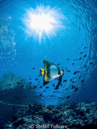 Burning One
Orbiculate Batfish - Platax orbicularis
Sai... by Stefan Follows 