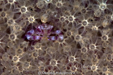 Soft Coral Porcelain Crab by Oksana Maksymova 