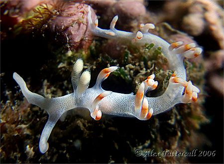 This nudi is called Phil... think it's a slender flabbili... by Alex Tattersall 