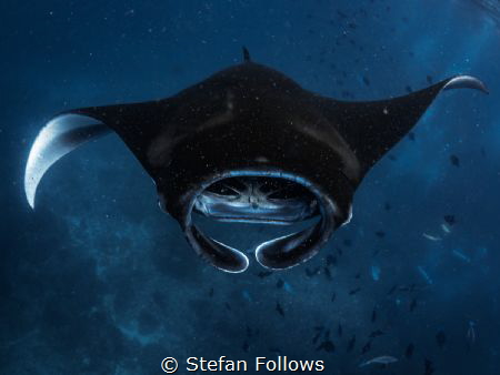 Planktonic

Manta Ray - Mobula alfredi

Manta Point, ... by Stefan Follows 