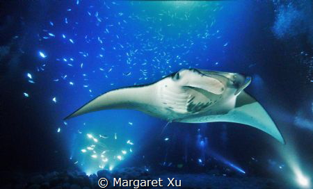 Kona, HI. night dive by Margaret Xu 
