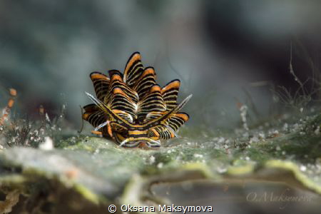 Cyerce nigra by Oksana Maksymova 