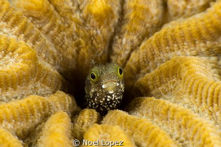 bleny, nikon D800E,nikon lens 105mm, two ikelite subtrobe... by Noel Lopez 
