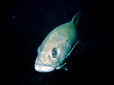 Big Jack with cleaner fish along for the ride! Cayman Isl... by Peter Foulds 