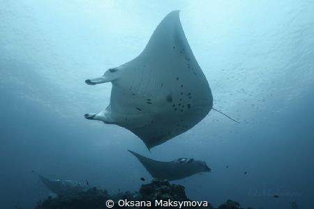 Manta Ray Cleaning Station by Oksana Maksymova 