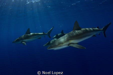 caribean reef sharks,canon60D ,tokina lens 10-17mm at 10m... by Noel Lopez 