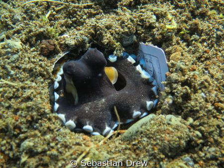Octopus playing cards, photo taken in the Philippines wit... by Sebastian Drew 