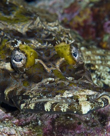 croc fish face 105/d70 by Victor Zucker 