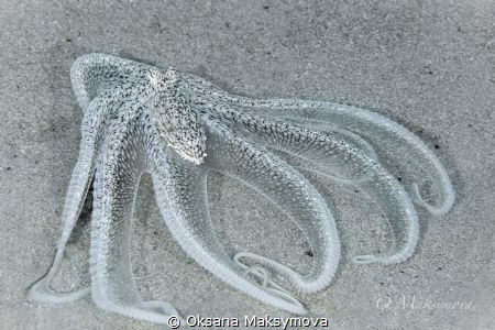 Longarm  octopus by Oksana Maksymova 