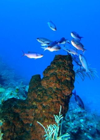 Roatan, Honduras. by Shawn Jackson 