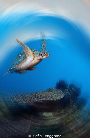 Flying Turtle by Sofia Tenggrono 