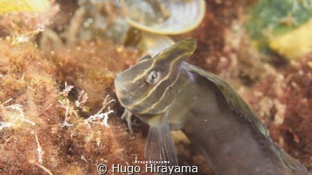 Gunnels by Hugo Hirayama 