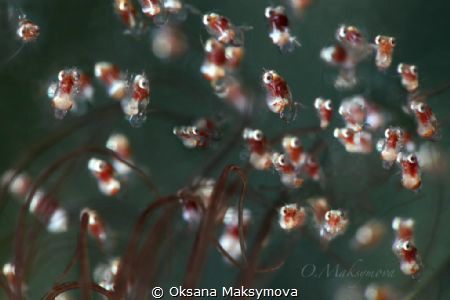 Idiomysis sp. by Oksana Maksymova 