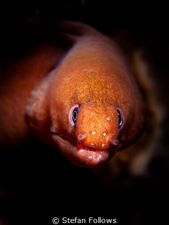 Nozin' Aroun'
Pale Chin Moray Eel - Gymnothorax herrei
... by Stefan Follows 