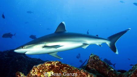 There was a wacation before Corona about 25 days in Mexic... by Dean Ganza 
