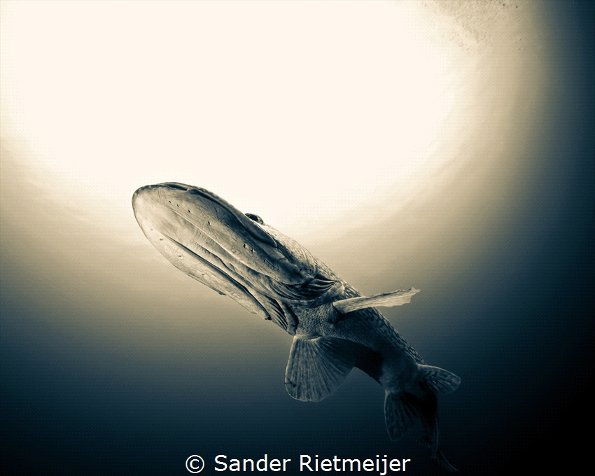 Beautiful Pike by Sander Rietmeijer 