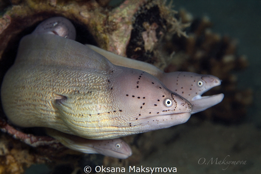Geometric moray (Gymnothorax griseus) 
 by Oksana Maksymova 
