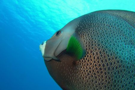 Angelfish, Grand Cayman, Sea and Sea DX5000. by David Heidemann 