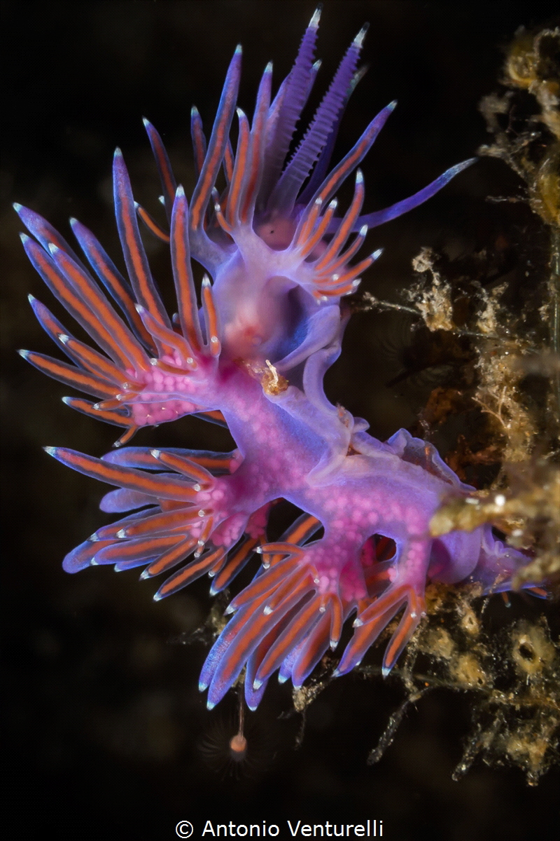 Flabellina Affinis _La Montagna di Scilla_2021
(Canon60m... by Antonio Venturelli 