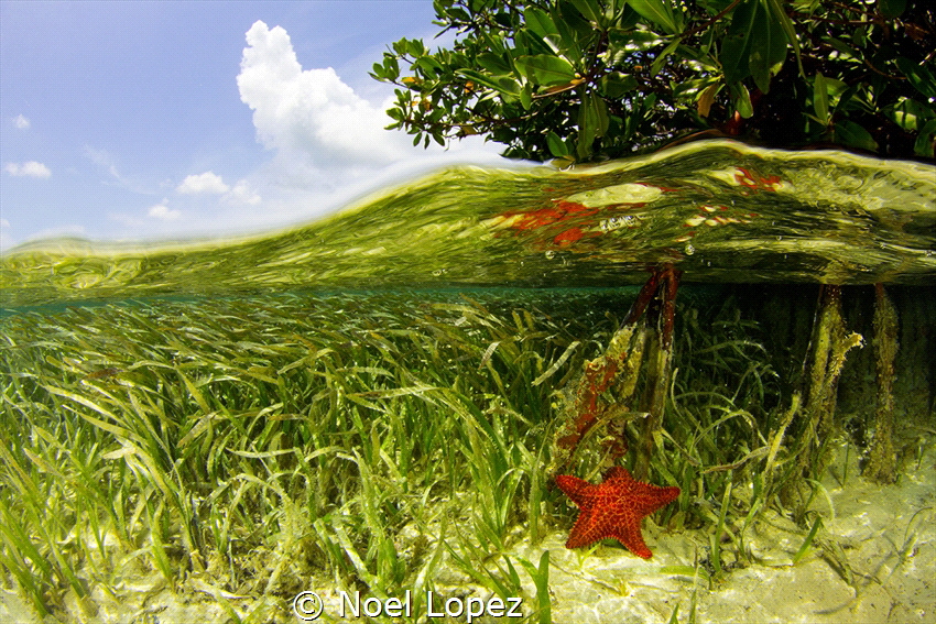 mangrove split, canon 60D ,tokina lens 10-17mm at 10mm, t... by Noel Lopez 