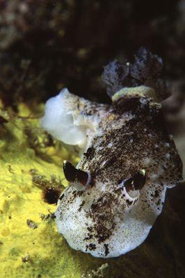 Found this guy off Exmouth, Western Australia. I think it... by Richard Smith 