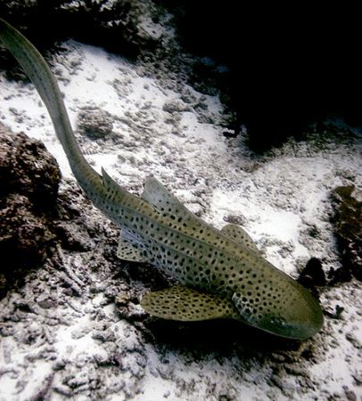 Leopard Shark. Maldives 2006. by Chris Wildblood 