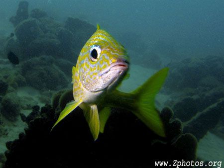 Ready for my close-up =) by Zaid Fadul 