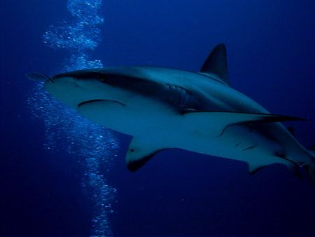 "Sharks and Bubbles" Great Shark Dive while visiting Gran... by Steven Anderson 