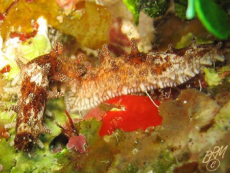 I assume these two critters are mating Nudibranchs. If an... by Brian Mayes 