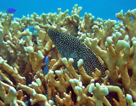 Spotted Morray by Chuck See 