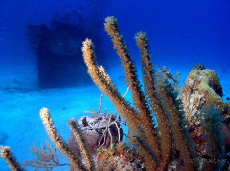 Swam up on the Sea viking hidden behind some coral heads.... by Becky Kagan 