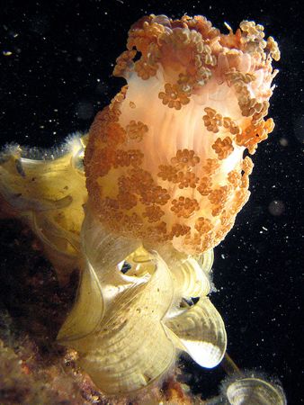 Alicia Mirabilis 
 Night Dive at Fonza
Isola d'Elba Can... by Riccardo Colaiori 