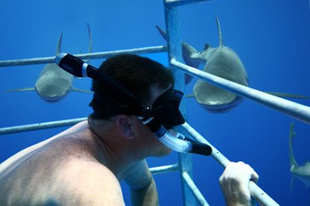 Your OTHER Left. Image taken on a shark cage adventure, N... by Mathew Cook 